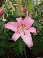 [5526 PO26 Think Pink No02.JPG]